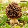 Buy Morel Mushroom