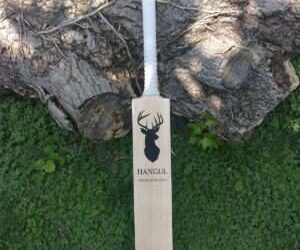 Sledging in Cricket: Tactic to Win the Game