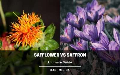 Safflower Vs Saffron: Are They Interchangeable?