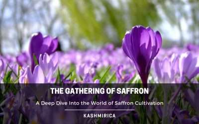 Gathering of Saffron: The Whole Process