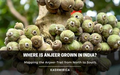 Where is Anjeer Grown in India? Mapping the Anjeer-Trail from North to South
