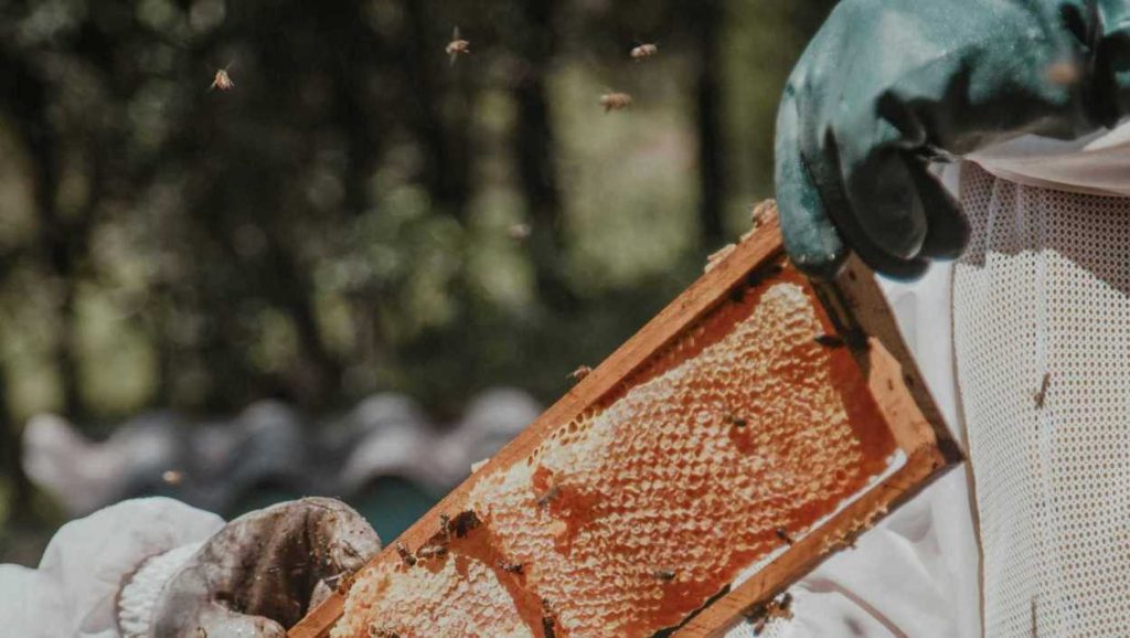 What’s Pasturage and Pasteurization? And Their Relation to Your Honey 5 Honey Production