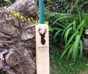 21 Top Cricket Batting Tips to Improve Your Style